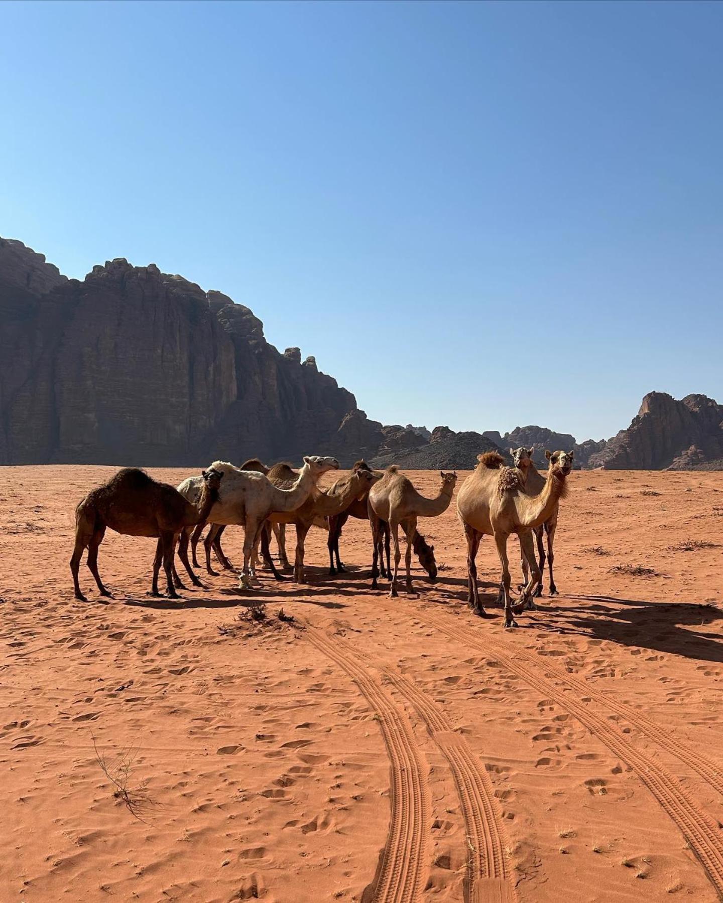 Flower Life Camp Wadi Rum Exterior foto
